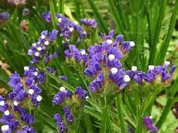 Pin On Flowers
