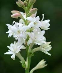 Pin Di Flowers