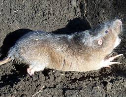 Lifespan, distribution and habitat map, lifestyle and social behavior, mating habits, diet and nutrition, population size and status. Botta S Pocket Gopher Life Expectancy