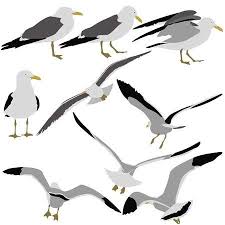 Set Black Silhouettes Of Seagulls On White Background Vector Seagull Illustration Black Silhouette Illustration
