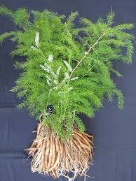 Image result for Asparagus racemosus