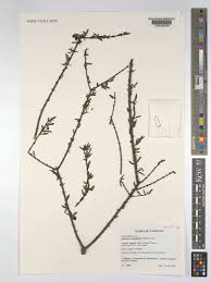 Image result for Agelanthus