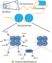 They can extend the chemical repertoire of. The Histone Codes For Meiosis In Reproduction Volume 154 Issue 3 2017