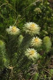 Image result for Phylica