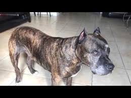 Все что связано с tiger stripe/desert tiger stripe. Tiger Stripe Pitbull Youtube