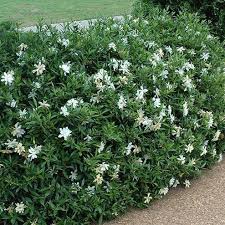 Image result for Gardenia subacaulis