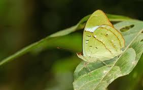 Image result for Mostuea batesii