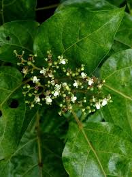 Image result for Premna serratifolia