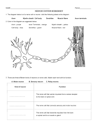 What color is spinal cord? Nervous System Worksheet