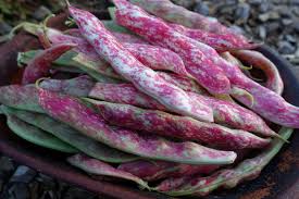 1/2 cup extra virgin olive oil. Growing Borlotti Beans In Cold Climates Sara S Kitchen Garden