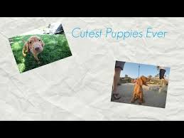 Vizsla puppy for sale near california, ramona, usa. Vizsla Puppies For Sale In California Golden Meadows
