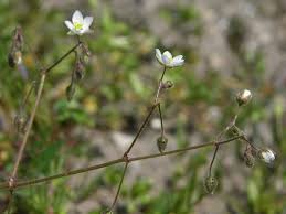 Image result for Spergula
