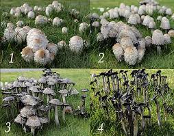 Image result for Coprinus comatus