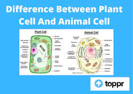 A comparison of plant and animal cells using labelled diagrams and descriptive explanations. Difference Between Plant Cell And Animal Cell In Tabular Form