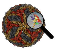 In addition to varying sizes, viruses also have a variety of shapes. Chimeric Viruses Unearth Hidden Gems In Dengu Eurekalert