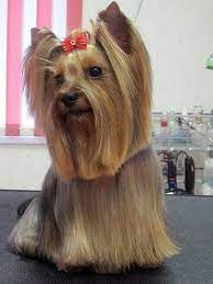 Pin Em Yorkshire Terrier Cuts