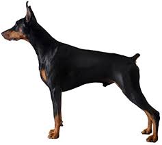 Same with a pair dobaman pinchners but in their case they became quiet, approached had a sniff then went about their business. Amazon Com Doberman Pinscher Dog Breed Edible Cake Cupcake Topper Kitchen Dining
