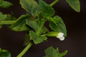 Image result for Torenia thouarsii