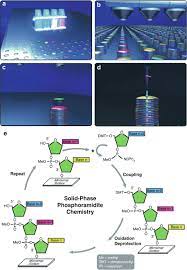 Handout #1 complementary and contrastive distribution distribution • the distribution of a sound category in a language is the set of positions it can occupy in an utterance. What Is Meant By Complementary Base Pairing And Why Is It Important In Making Microarrays