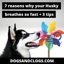 If your puppy takes an average of 30 breaths per minute, fast breathing will become very obvious. 7 Reasons Why Your Husky Breathes So Fast 3 Tips