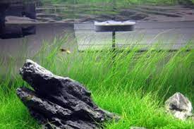 Aquascpe sendiri merupakan akuarium yang telah di hias sedemikian rupa menggunakan bahan batu serta tanaman air. 5 Jenis Tanaman Aquascape Rumput Yang Mudah Dipelihara