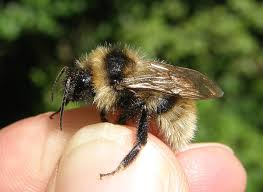 Image result for Bombus campestris