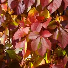 Image result for Parthenocissus