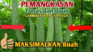 Maybe you would like to learn more about one of these? Pengendalian Hama Tanaman Gambas By Gubuk Tani