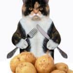 Click here to find out if your kitty can eat eggs? Can Cats Eat Salmon 3 Types Of Salmon Is It Best