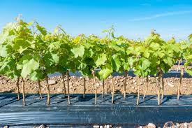 Image result for graft grape vines