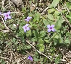 Image result for Millettia usaramensis