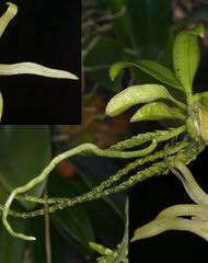 Image result for Nephrangis filiformis