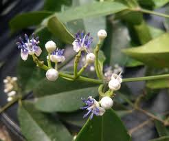 Image result for Memecylon