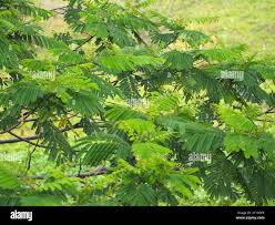 Image result for Albizia falcataria