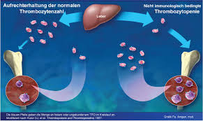 Pro mikroliter blut haben alle menschen etwa 150.000 bis 450.000 trombozyten. Hamatologische Labordiagnostik Bei Thrombozyten