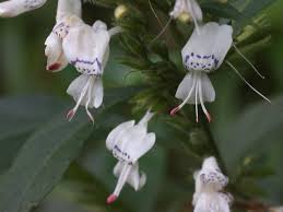 Image result for Hypoestes forskaolii