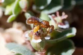 Image result for Isoglossa perdita