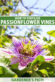 Clematis care produces gorgeous flowers for any garden. How To Fertilize Passionflower Vines Gardener S Path