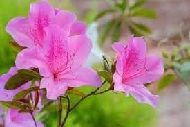 Azalea Flower Meaning Azalea Flower Flower Meanings Flowers