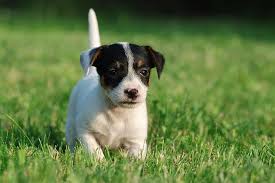 Parson russell terrier info, temperament, puppies, pictures. Russell Terrier Dog Breed Information