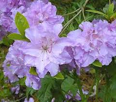 Rhododendron Elsie Lee Azaleas Rhododendron Plants
