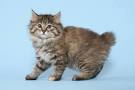 Kurilian Bobtail Cat Breed Information - Vetstreet