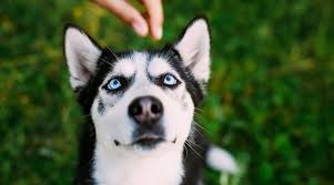 Jordan is coming into heat and so is amber. Best Dog Foods For Siberian Huskies Puppies Adults Seniors