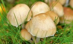 Der pilz lebt von der organischen substanz im boden. Pilze Im Rasen Selbst De