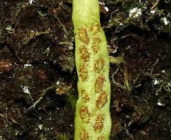 Image result for Grammitis