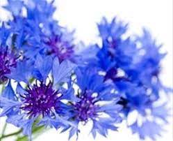 Cornflower Blue Or Bachelor S Buttons Small Quarter Sized Blooms Short Summer Season Available In Whi Country Wedding Flowers Types Of Flowers Cornflower