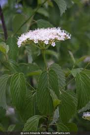 Image result for Homalium dentatum