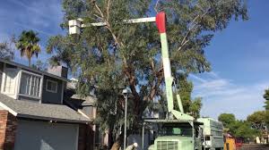 The top rated gilbert tree service Phoenix Tree Service 480 535 5025 Tree Service Phoenix Arizona