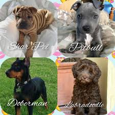 I also highly encourage you to visit local shelters looking for. Labradoodle Pitbull Shar Pei And Doberman Petkin Puppies I Want A Shar Pei In Avakin So So Bad Avakinofficial