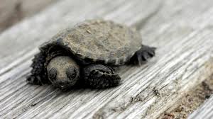 The term 'snapping turtle' includes the common snapping turtle and its larger cousin, the alligator you may have seen them at a local store and they also might have looked cute, but caring for these. As Babies Even Snapping Turtles Are Cute To Some